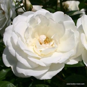 Sitio para adquirir Rosa Blanca